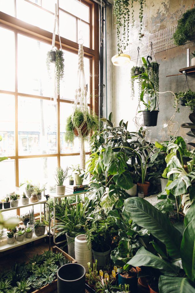 گیاهان مناسب برای فضای داخلی
